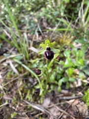 Ophrys sphegodes passionis