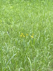 Verbesina helianthoides