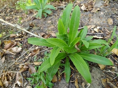 Digitalis grandiflora