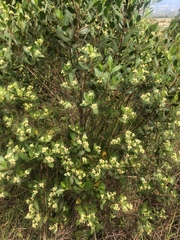 Baccharis macrantha