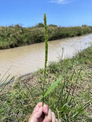 Hymenachne amplexicaulis