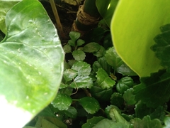 Plectranthus ciliatus