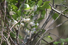 Styrax americanus