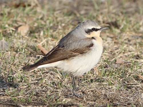 Northern Wheatear, photo 9 of 10