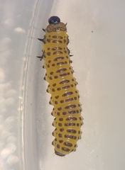 Tricholochmaea punctipennis