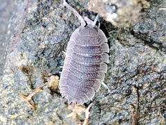 Porcellio echinatus