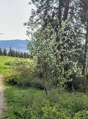 Amelanchier cusickii