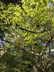 Carya glabra