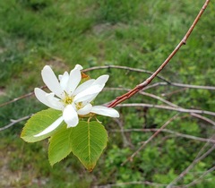 Amelanchier cusickii
