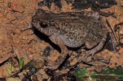 Ingerophrynus parvus