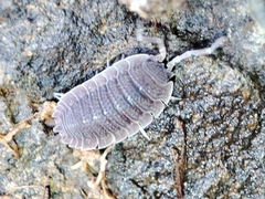 Porcellio echinatus