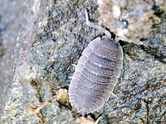 Porcellio echinatus