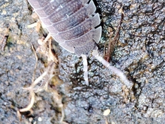 Porcellio echinatus