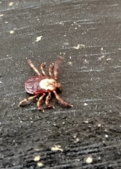 Dermacentor occidentalis