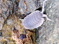Porcellio echinatus
