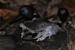 Leptobrachium