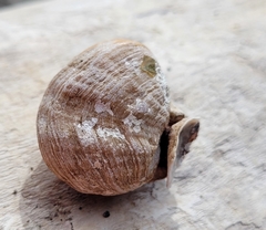 Brachiopoda