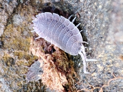 Porcellio echinatus