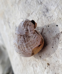 Brachiopoda