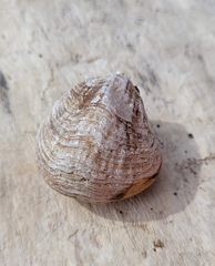Brachiopoda