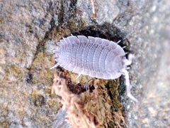 Porcellio echinatus