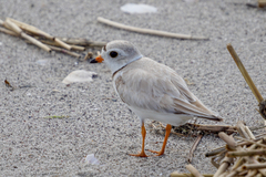 Charadrius melodus