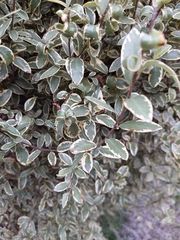Pittosporum tenuifolium