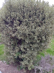 Pittosporum tenuifolium