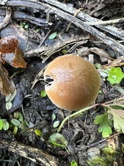 Psathyrella fatua