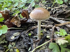 Psathyrella fatua