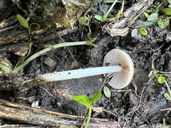 Psathyrella fatua