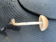 Psathyrella fatua