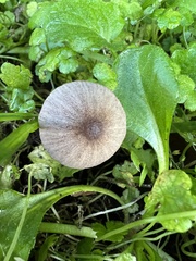 Psathyrella sublatispora