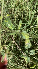 Macroptilium longepedunculatum