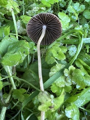 Psathyrella sublatispora