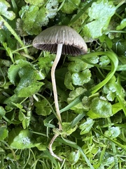 Psathyrella sublatispora