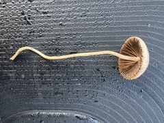 Psathyrella sublatispora