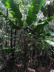 Phenakospermum guyannense