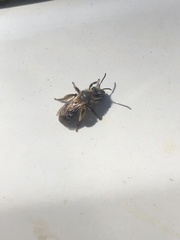Andrena bradleyi