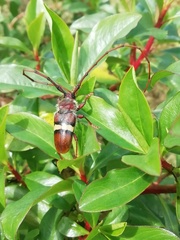 Deretrachys juvencus