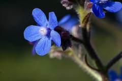 Anchusa azurea