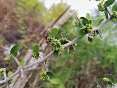 Celtis pallida