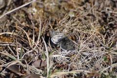 Metaxmeste phrygialis