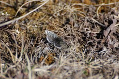 Metaxmeste phrygialis