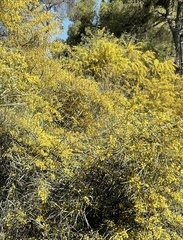 Euphorbia dendroides