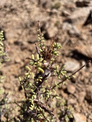 Portulacaria fruticulosa