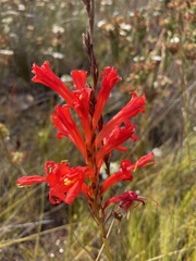Tritoniopsis triticea
