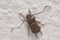 Phloeobius