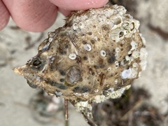 Amphibalanus venustus