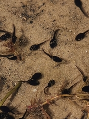 Bufotes viridis viridis